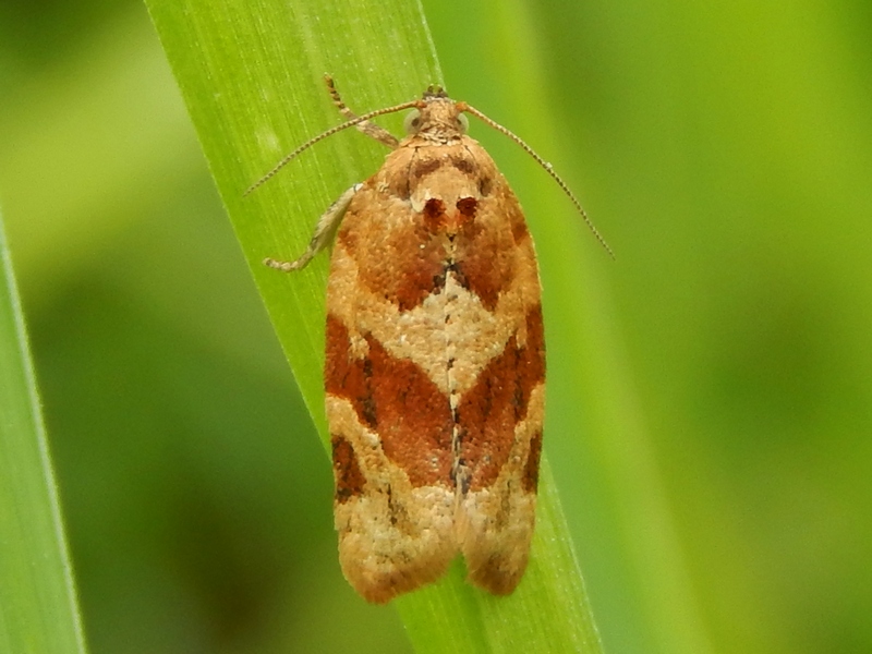 Argyrotaenia ljungiana  o qualche specie del genere Archips?